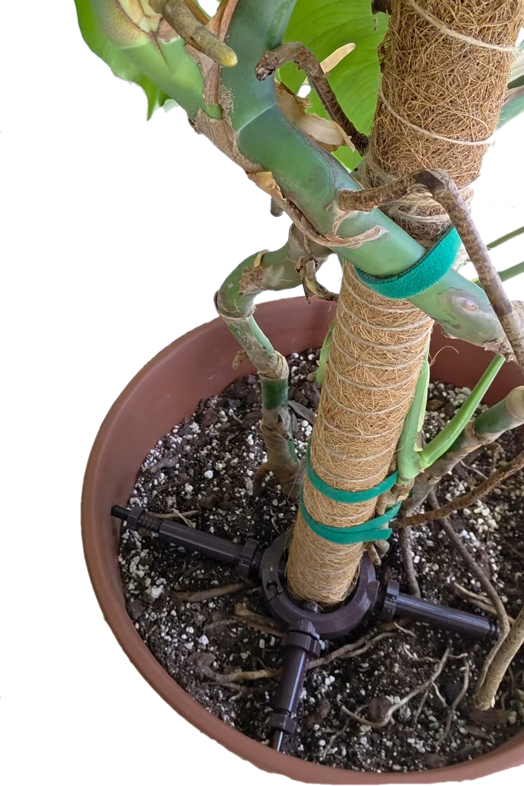 STAYKIT Standard MAX plant stake support- adjusts from 8" to 16" Fits 3/4" to 2" stake and moss poles