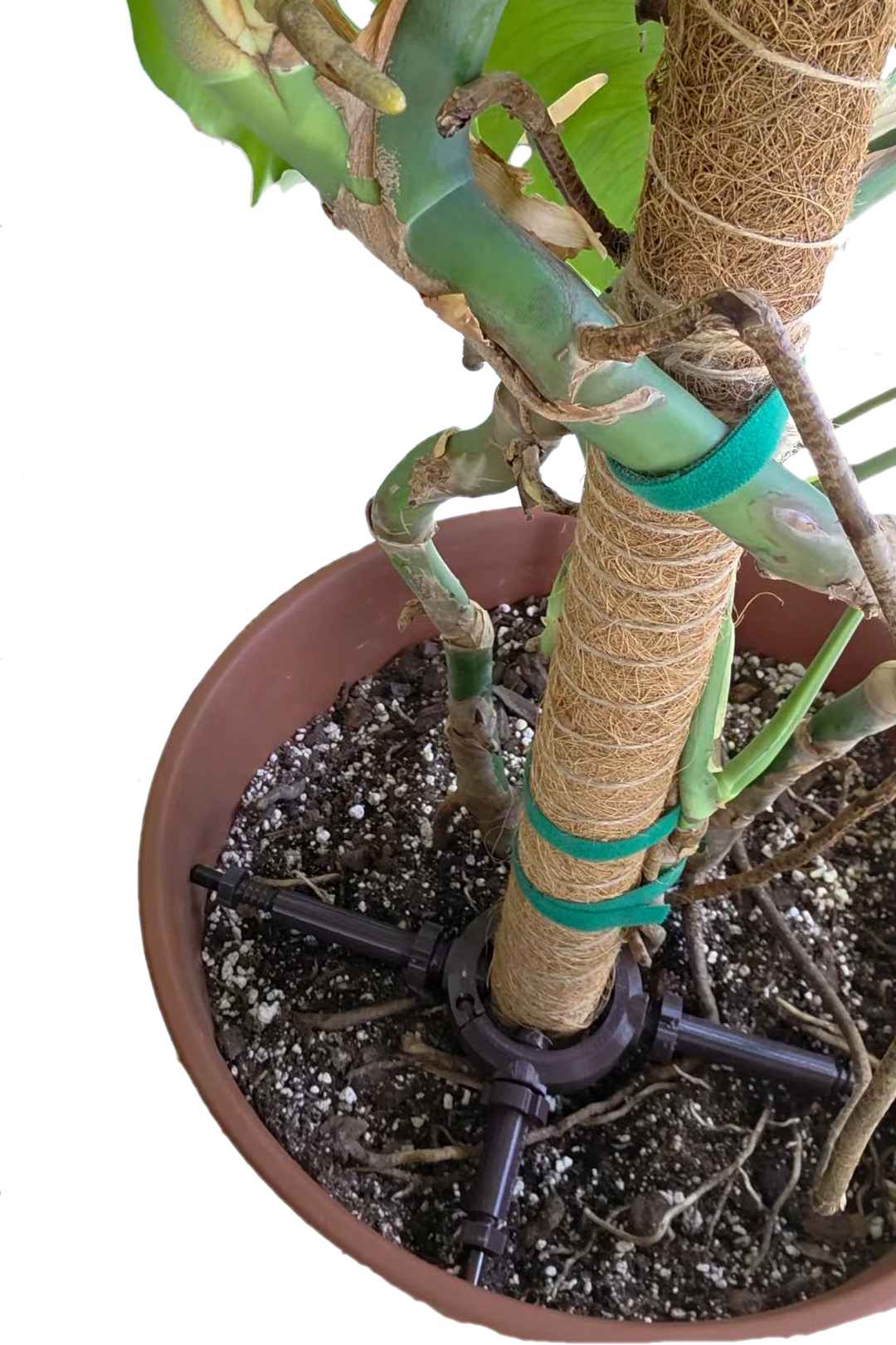 STAYKIT Standard MAX plant stake support- adjusts from 8" to 16" Fits 3/4" to 2" stake and moss poles
