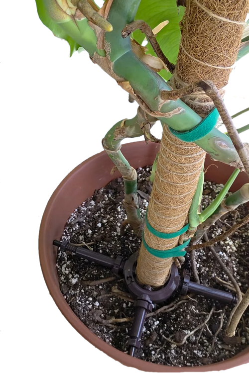 STAYKIT Standard MAX plant stake support- adjusts from 8" to 16" Fits 3/4" to 2" stake and moss poles